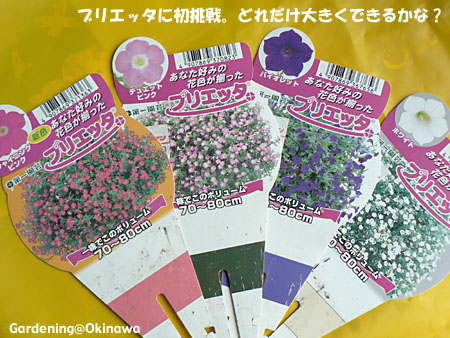 ブリエッタのこと。