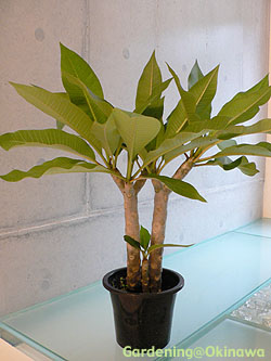 プルメリアの苗