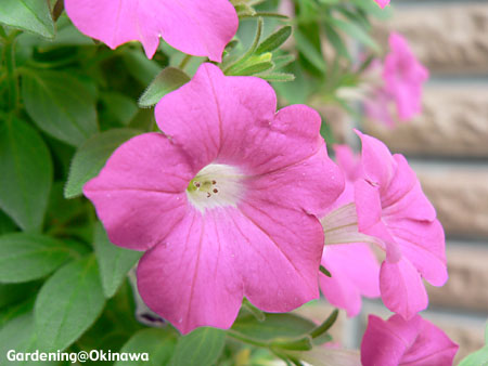 ブリエッタの挿し芽