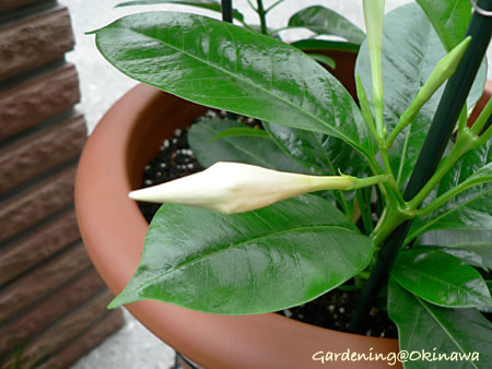 マンデビラのつぼみ