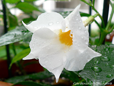 マンデビラ・サマードレス開花