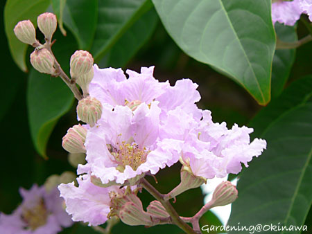 オオバナサルスベリ(大花百日紅)