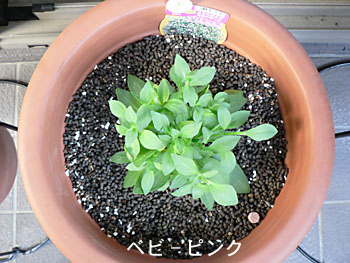 ブリエッタ第2弾定植。