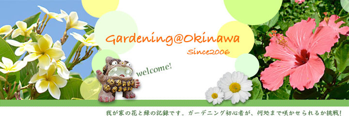 新しいブログ。