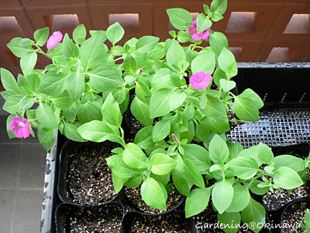 ブリエッタ挿し芽を定植。