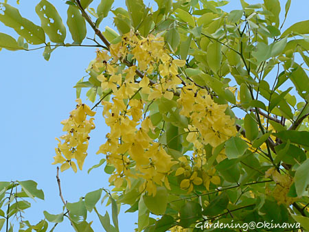 ナンバンサイカチ