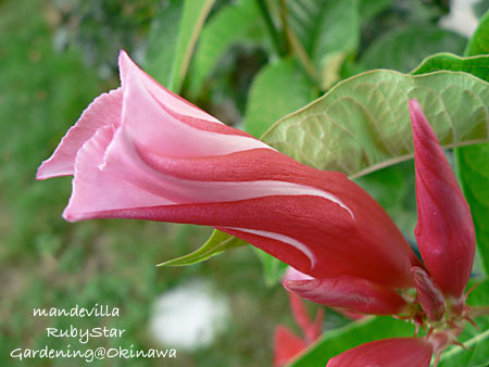 ルビースターのつぼみ