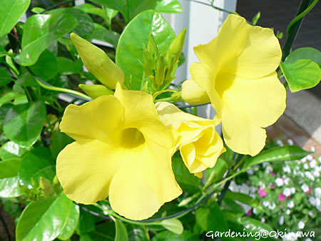 サマーブーケも開花