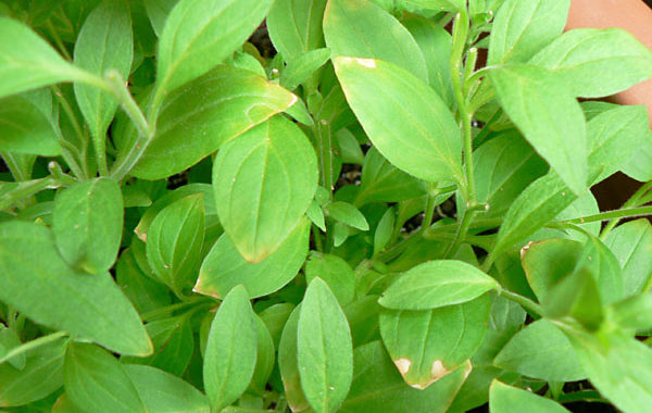 ブリエッタ定植後26日経過。