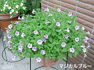 ブリエッタ定植後8週間経過