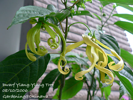 イランイランの花