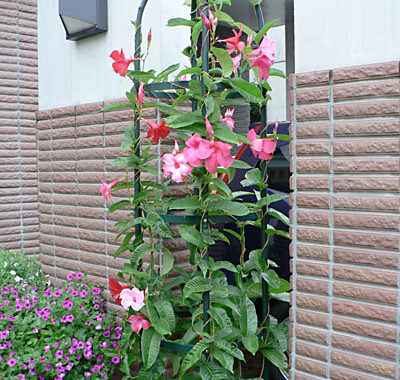 今日のマンデビラ