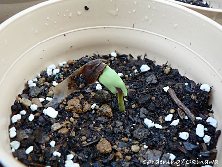 プルメリアの種、その後。