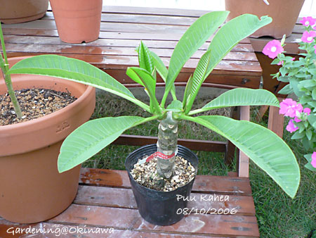 プルメリア Puu Kahea