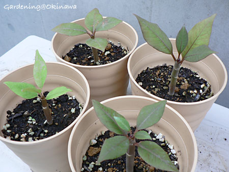 プルメリア、種植え後77日。