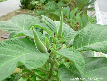 エンジェルストランペット