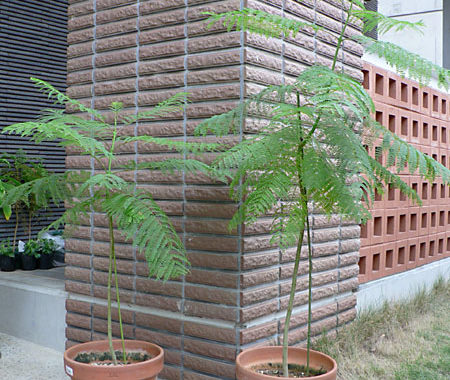 ジャカランダ、その後。