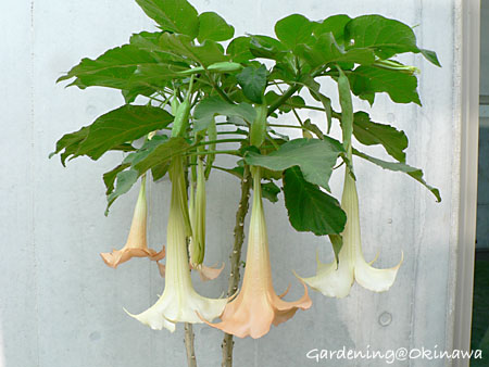 エンジェルストランペット咲いてます