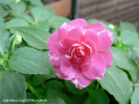 カリフォルニアローズ フィエスタ