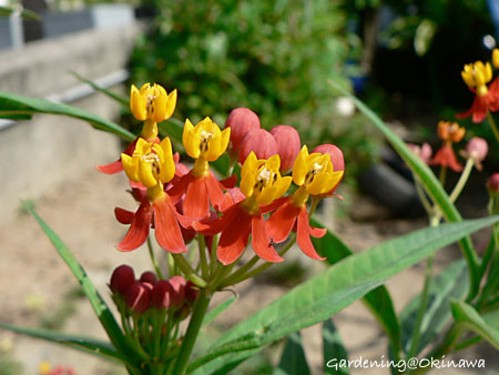 トウワタ(唐綿)