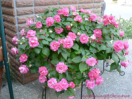 フィエスタ咲いてます。