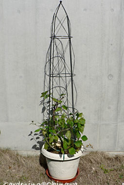 ブーゲンビレアの剪定