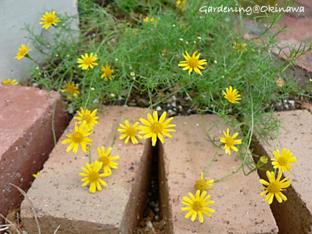 ダールベルグデージー