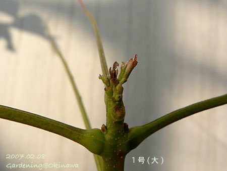 ジャカランダの芽吹き