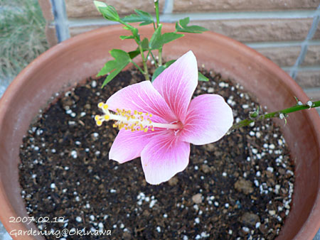 挿し芽のハイビスカス