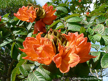 カエンボク(火焔木)