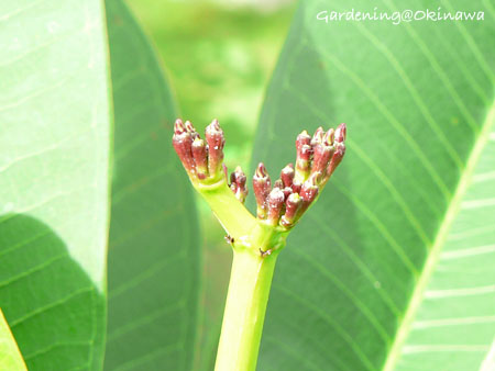 プルメリアの花芽。