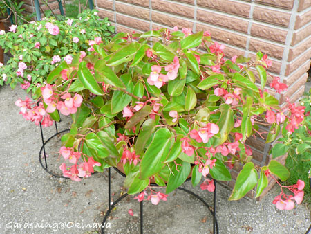 今日のドラゴンウィング