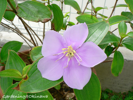 ノボタン今年も開花。