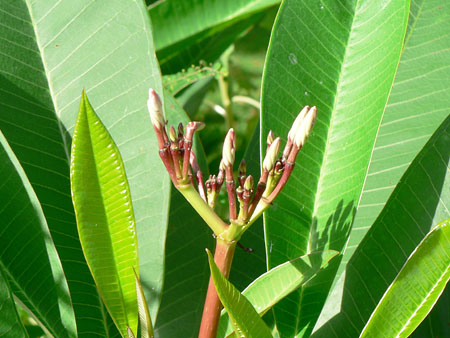 プルメリアのつぼみ。