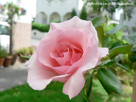 バラが咲いてます。