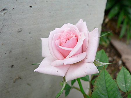 ミニバラと羽衣