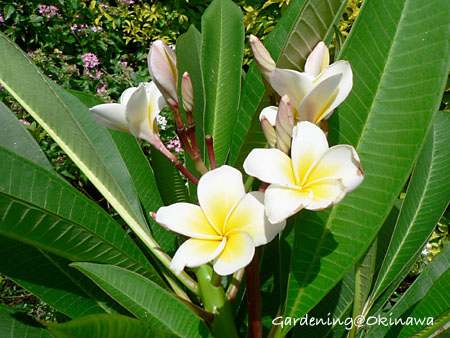 地植えのプルメリア