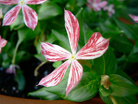 沖縄発の日々草