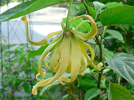 イランイランの花2007年夏・・・