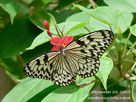 オオゴマダラが来た♪