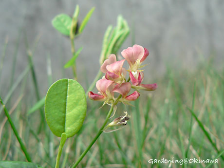 マルバタケハギ