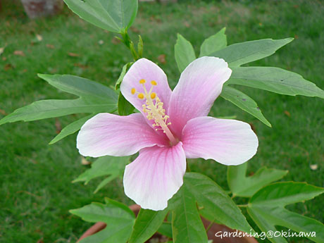 挿し芽のハイビスカスが咲きました