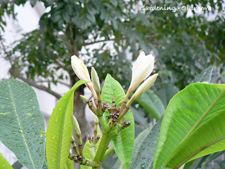 プルメリアがやっと・・・
