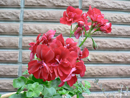 アイビーゼラニウム