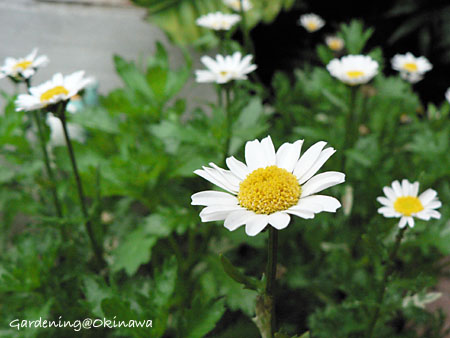 クリサンセマム(ノースポール)