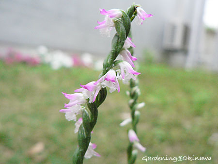 ナンゴクネジバナ