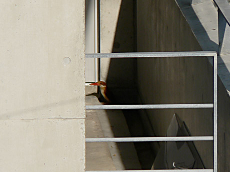 リュウキュウアカショウビン!?