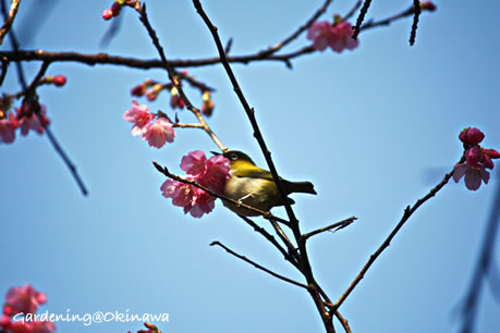 名護城（なんぐすく）の緋寒桜