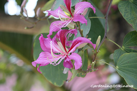 オオバナソシンカ（羊蹄木）