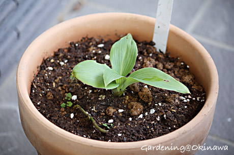 ホスタを植えた。